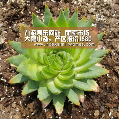九游体育官网
