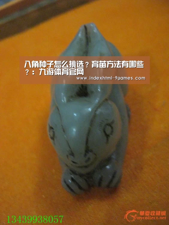 八角种子怎么挑选?育苗方法有哪些?:九游体育官网(图1) 九游平台app下载